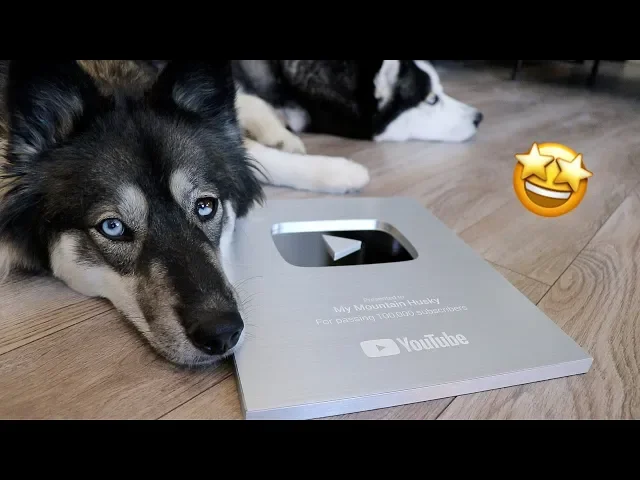 huskies open their youtube playbutton award!
